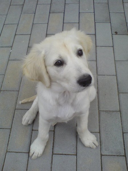 Zaproszenie: 11. doroczna wystawa snów o zwierzętach