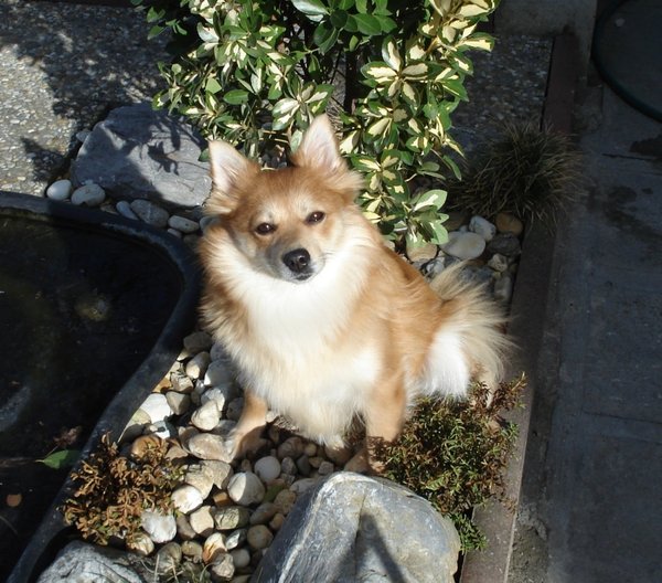 Zaproszenie: ANIMAL FESTIVAL w dniach 1-2 października 2016 r