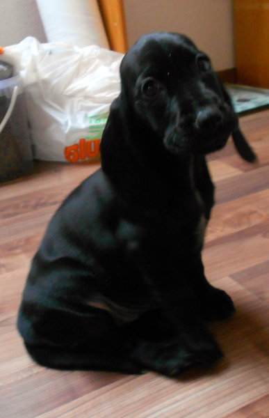 5 powodów, dla których ważne jest regularne odrobaczanie psa i kota