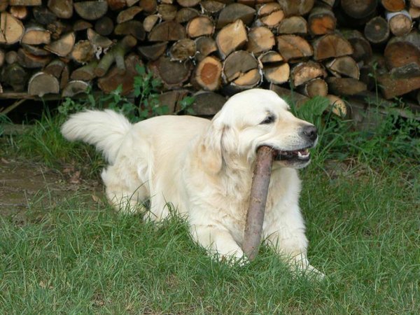 Niedoczynność tarczycy u psów