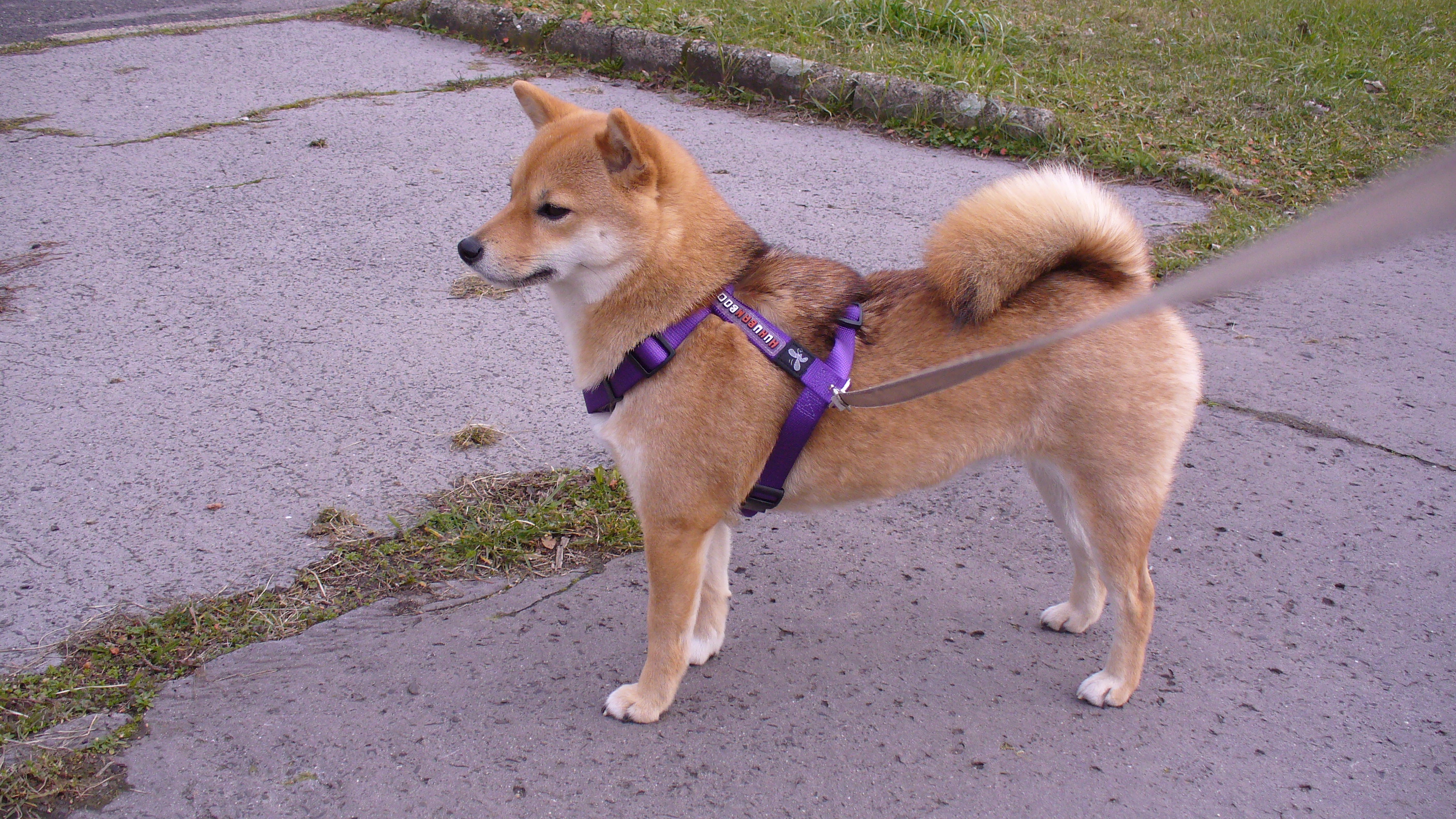 Przywołanie psa z pozytywną motywacją: podstawy