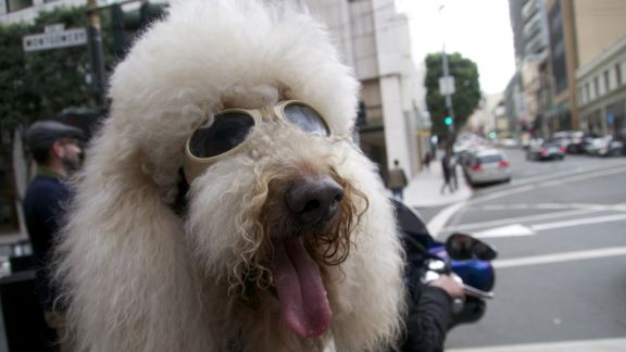 Discovery Channel wprowadzi nową serię filmów dokumentalnych Psy: ich nieznana historia