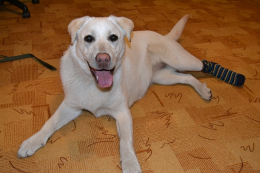 EIC - załamanie wywołane obciążeniem w aporterach