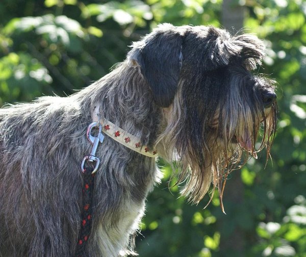 Porzucone zwierzęta cieszą się z 45,3 ton podarowanych granulek