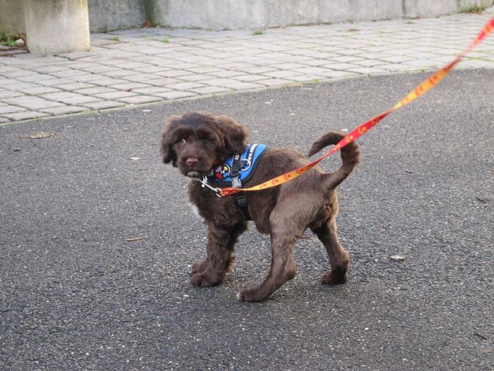 Zostań profesjonalnym producentem psów