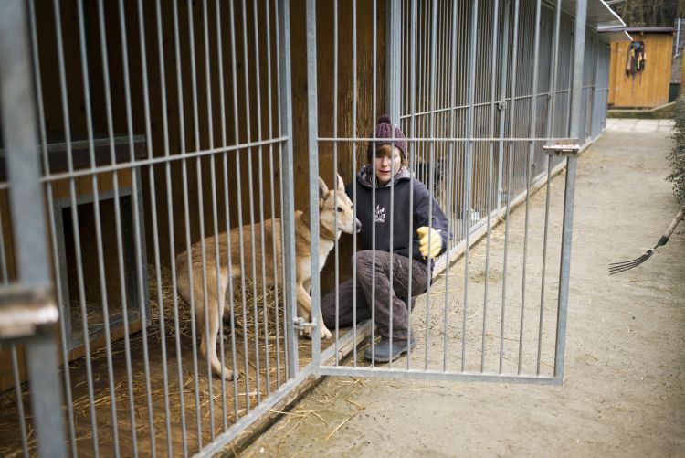 Schroniska są wypełnione zwierzętami po hałaśliwych świętach sylwestrowych