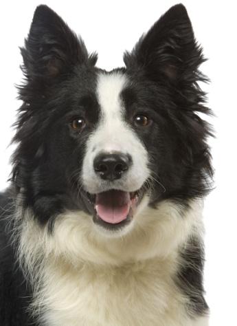 Opieka nad psami i kotami w zimie