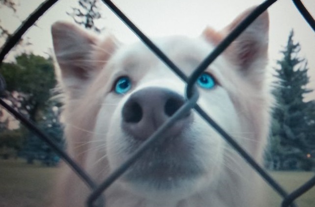 Nowość w kinach: misja psa