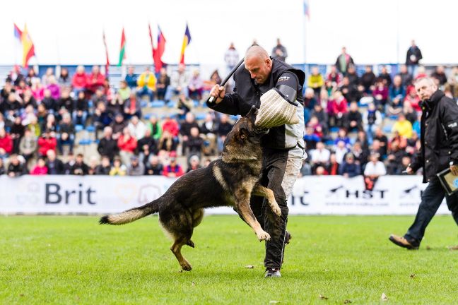 Znalezienie kynologa roku 2016