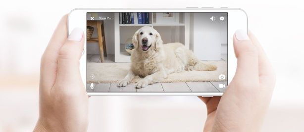Ulepszenie technologii: Zobacz, co robi Twoje zwierzę, gdy nie ma Cię w domu