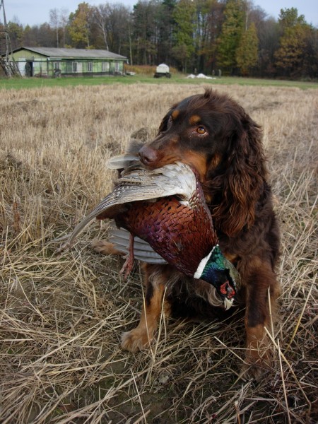 Niemiecki spaniel - wszechstronny