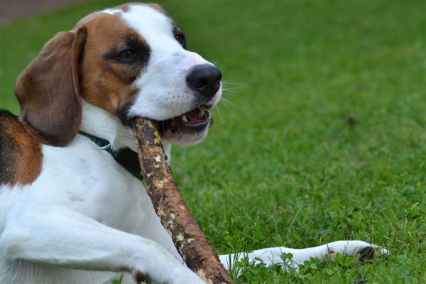 Nadchodzi wiosna, czas zacząć chronić swojego psa przed pasożytami!