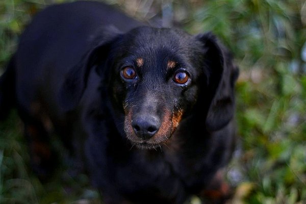 Dziękujemy za pomoc w schroniskach!