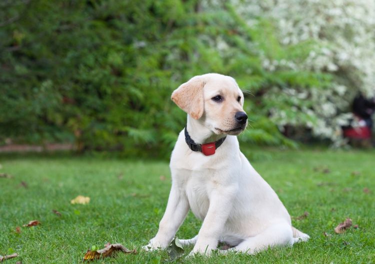 Gadżet technologiczny, który ułatwia znalezienie bezpańskiego zwierzęcia