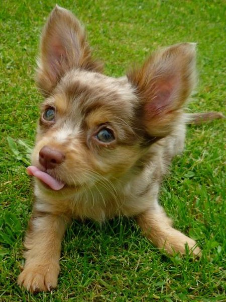 6 powodów, aby odrobaczać zwierzę