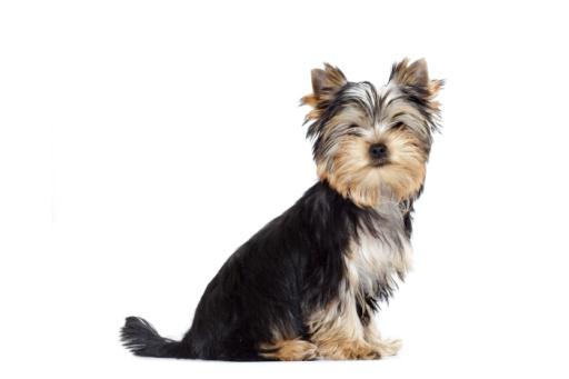 Peruka będzie należeć do Yorkshire w niedzielę