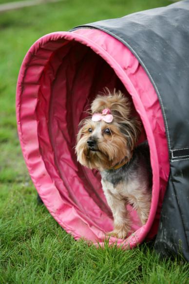 284 yorkshires w jednym miejscu