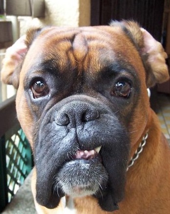 Wady zębów i zgryzu