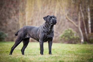 Czy hodujesz Cane Corso? Dołącz do projektu, aby osiągnąć wyższy wiek psów tej rasy.
