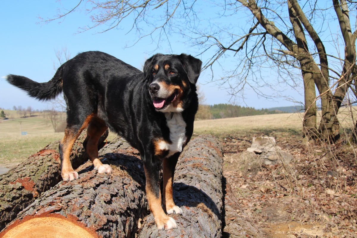 Koinfekcja boreliozy i anaplazmozy