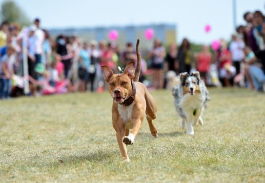 Zaproszenie na drugi coroczny Dzień Psa z imprezą w Pradze 13