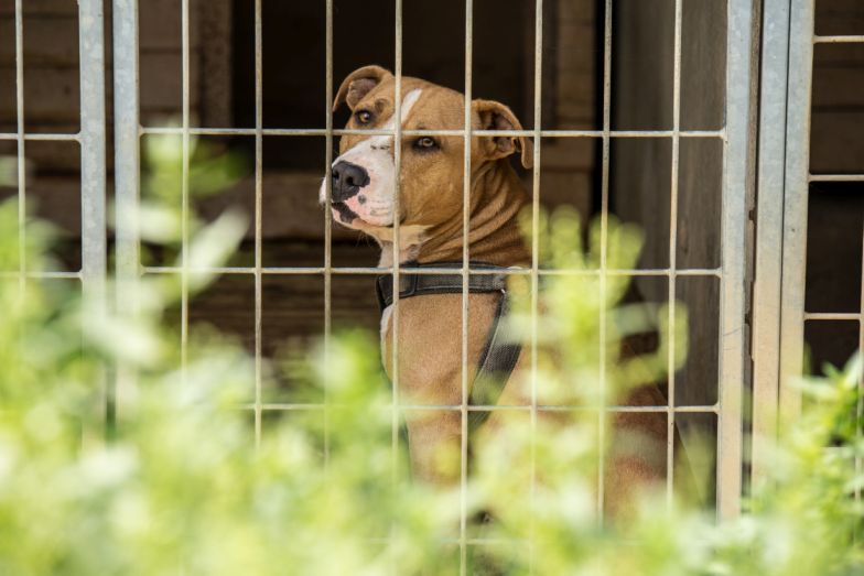 Kampania „Pomóż napełnić miski w schroniskach” po raz dziewiąty rozprowadzi paszę