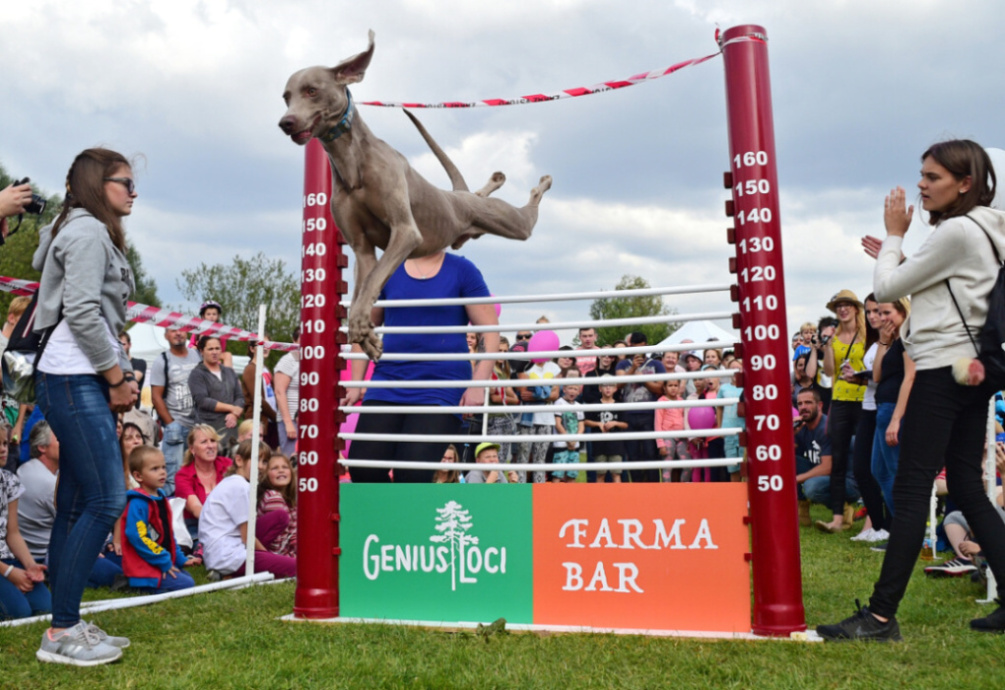 Miłośnicy psów i celebrytów spędzili Dzień Psa w Pradze 13