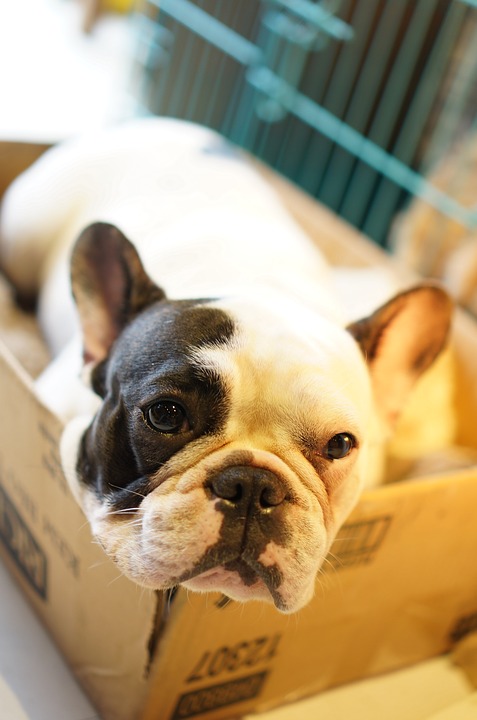 Sniffing box