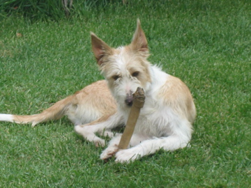 Portugalskie podengo