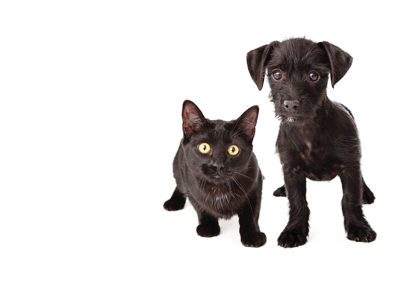 Na targach FOR PETS możesz mieć chip psa lub adoptować kota