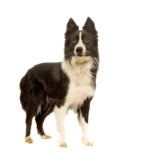 3 popularne mity na temat żywienia psów i kotów