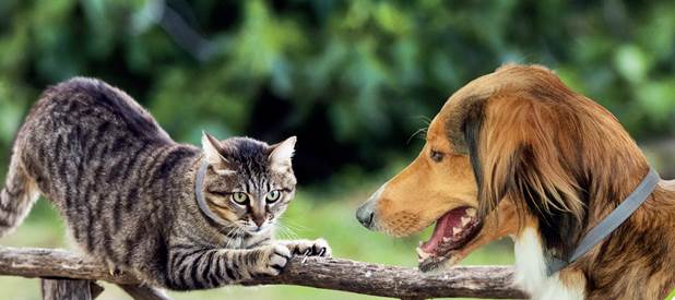 Kleszcze już atakują!