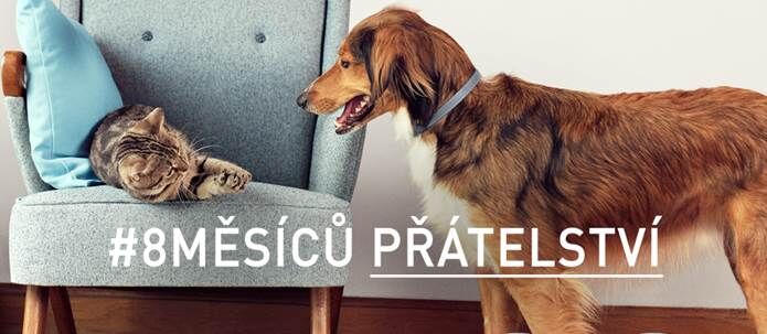 Przeżyj ze swoim szczeniakiem 8 idealnych miesięcy