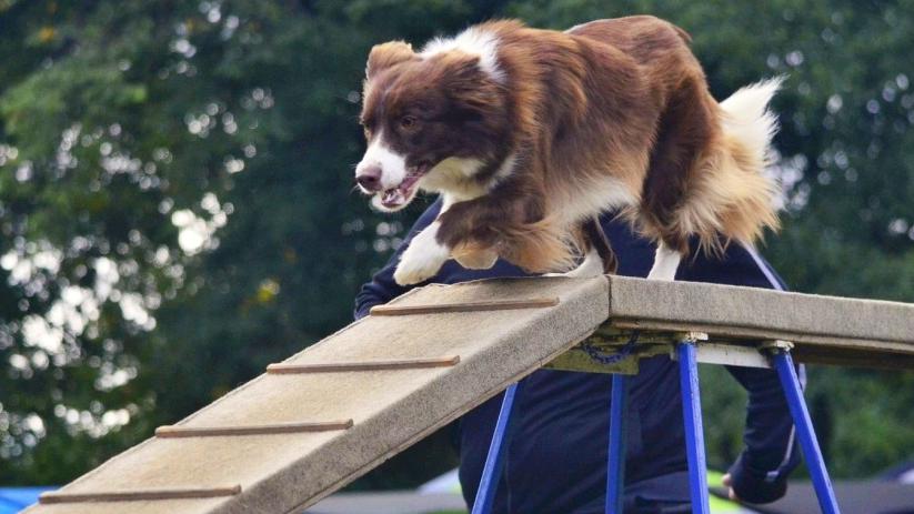 Do czego służy żywienie stawów i jak działają psie stawy