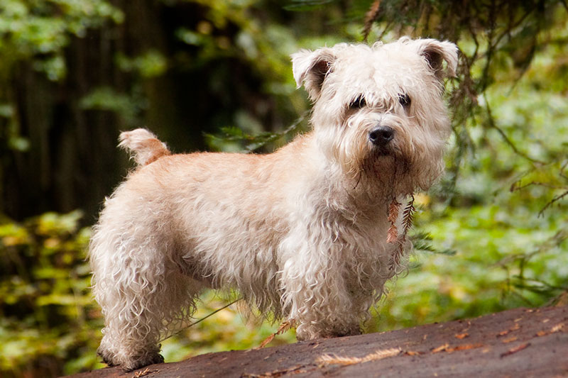 Irish Glen of Imaal Terrier