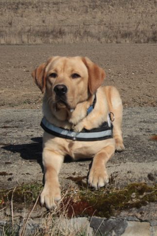 Anioł stróż Tomáša nazywa się Corny