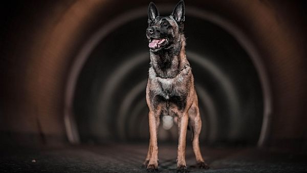 Psi bohater Connor zatrzymał niebezpiecznego gwałciciela