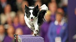 Zaproszenie na DogFest: 1 września 2018 r. Będzie największym festiwalem psów w naszym kraju