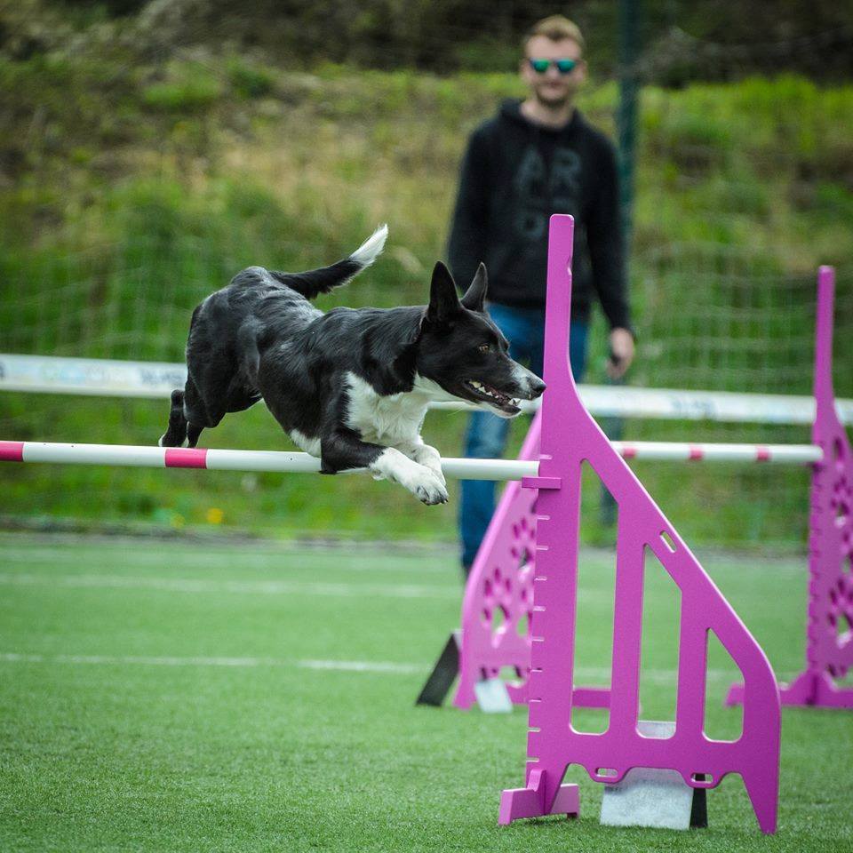 Rozrasta się Centrum Kynologii Sportowej Pesopark