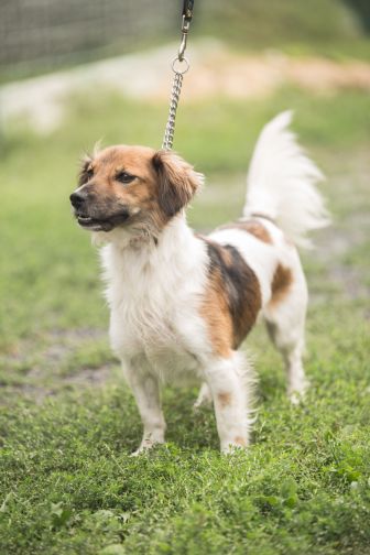 Kampania „Pomóż napełnić miski w schroniskach” obchodzi 10 lat