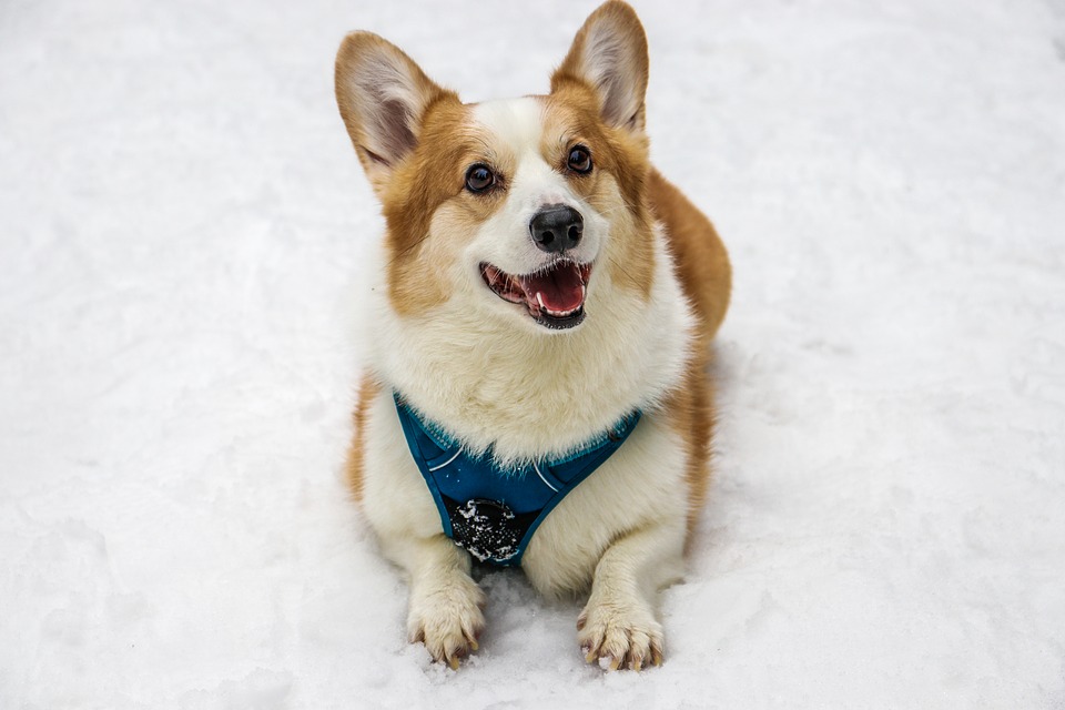 Walijski Corgi