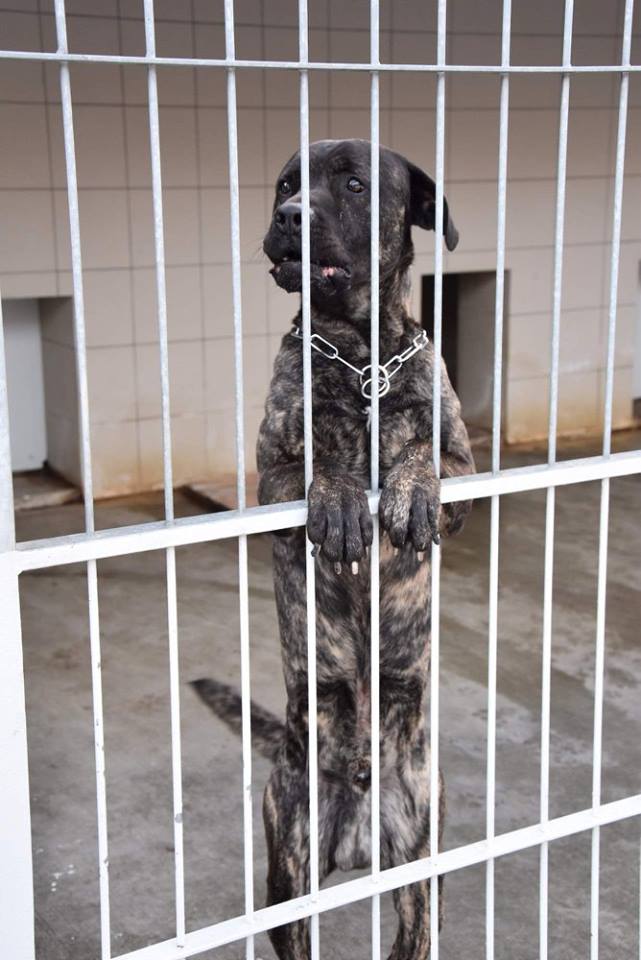 Zaproszenie: Silent Face odbędzie się 11 grudnia w schronisku w Zlinie w Boże Narodzenie