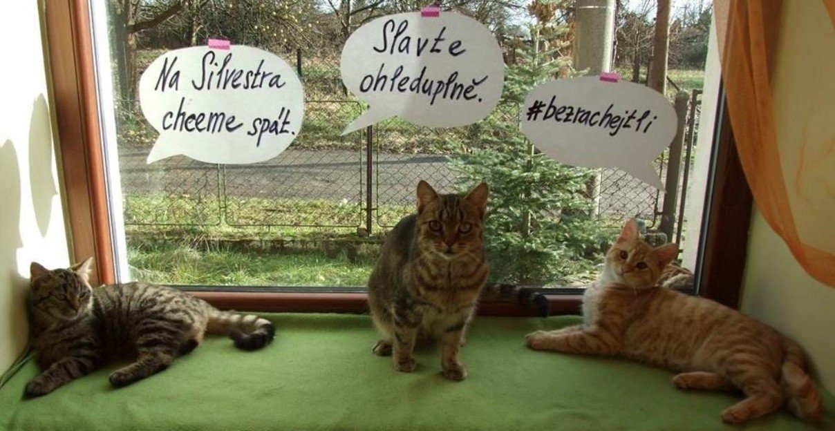 Obrońcy zwierząt ostrzegają przed ryzykiem głośnego sylwestra