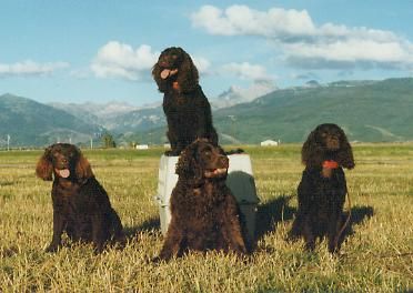 American Water Spaniel