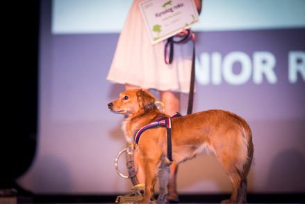 Nadchodzi sondaż Kynolog Roku 2018