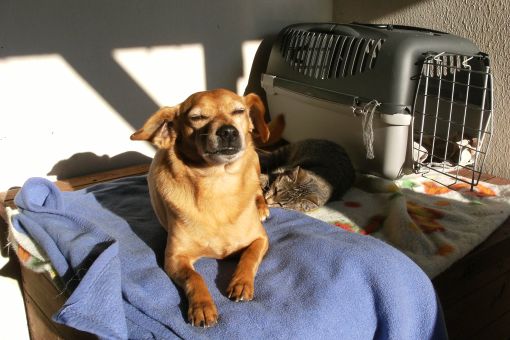 Dzięki za charytatywną kolekcję świąteczną krmeni.cz - 3 tony wysokiej jakości karmy trafiają do schronisk!