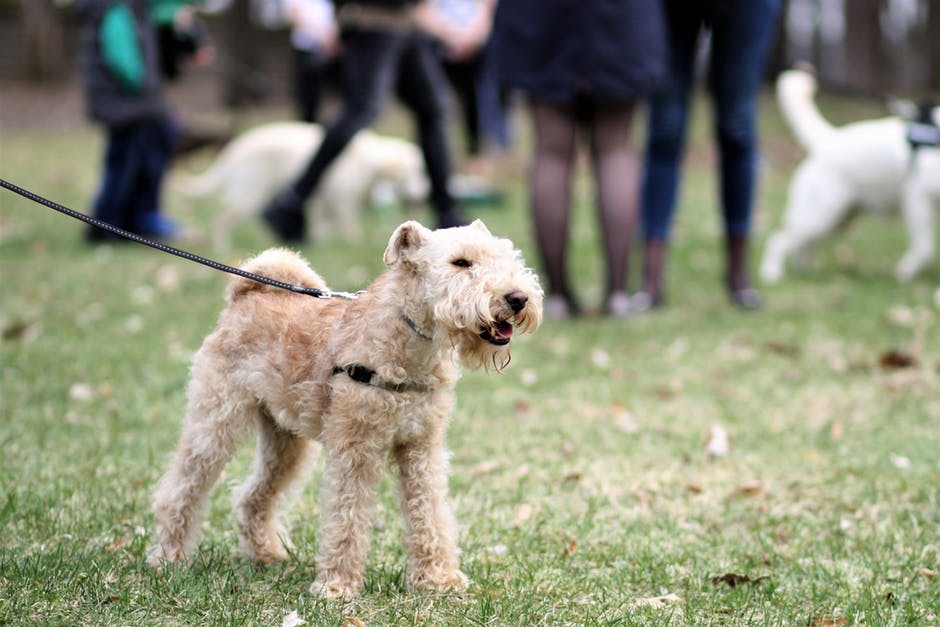 Lakeland Terrier