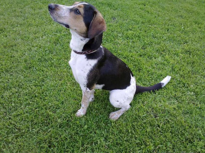 Czeski pies zauważył