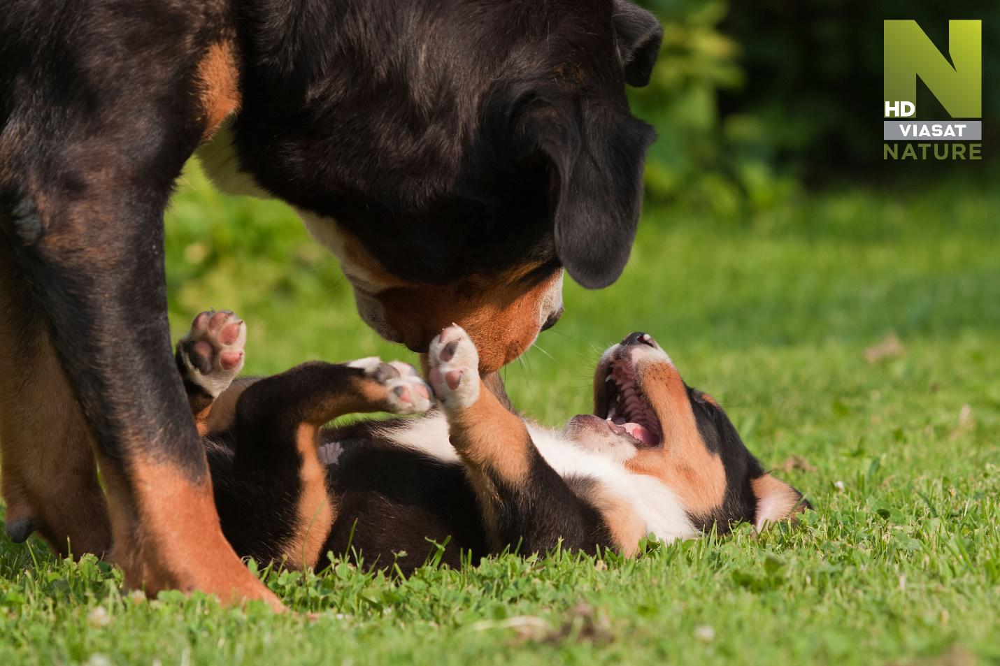 Nowa wskazówka dotycząca dokumentu: Tajny świat szczeniąt