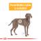Royal Canin Maxi Dermacomfort - Granulki dla dużych psów z problemami skórnymi